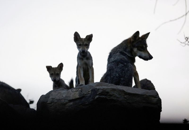 FILE PHOTO: Mexican gray wolf cubs, an endangered native species, are seen in their enclosure at the Museo del Desierto, in Saltillo, Mexico July 2, 2020. REUTERS/Daniel Becerril/File Photo