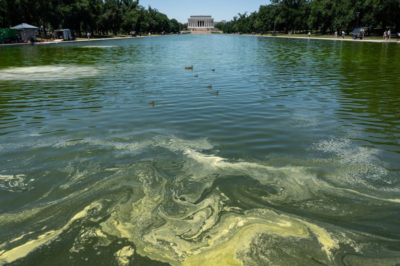 Ducks swim through algae in the Lincoln Memorial Reflecting Pool, after recent renovations following a directive from U.S. President Donald Trump to paint it blue ahead of the 250th anniversary of U.S. Independence, in Washington, D.C., U.S., June 16, 2026. REUTERS/Eric Lee