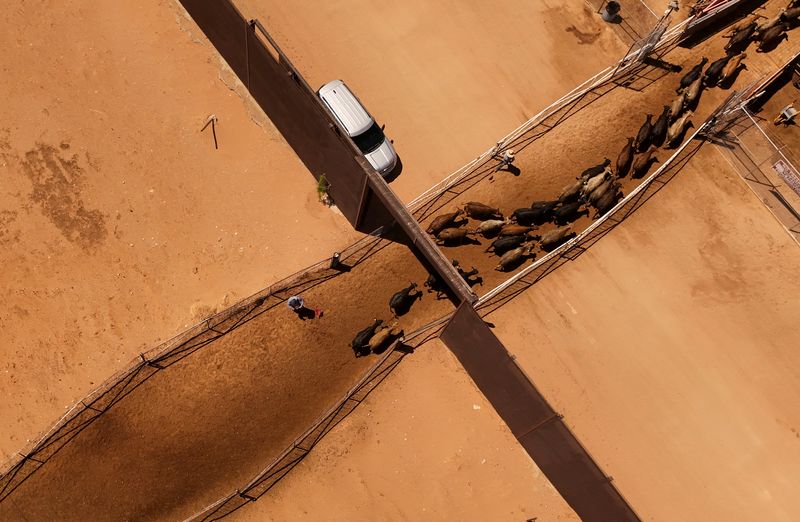 A drone view shows cattle for export to the United States through the Jeronimo-Santa Teresa border crossing after U.S. Agriculture Secretary Brooke Rollins announced an agreement with Mexico on the management of the New World screwworm, following a threat to halt Mexican cattle imports due to the outbreak, at the Chihuahua Regional Livestock Union facility, outside Ciudad Juarez, Mexico April 29, 2025. REUTERS/Jose Luis Gonzalez