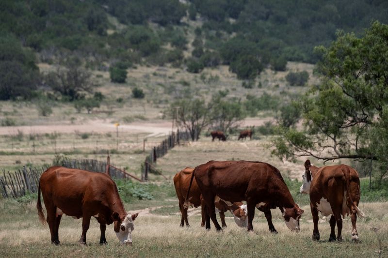 FILE PHOTO: Cattle roam a field adjacent to Texas State Highway 163 after the confirmed number of U.S. cases of New World screwworm, a parasitic fly that eats warm-blooded animals alive, rose to 15 after three more animals tested positive in two Texas counties, south of Ozona, Texas, U.S. June 22, 2026.  REUTERS/Joel Angel Juarez/File Photo