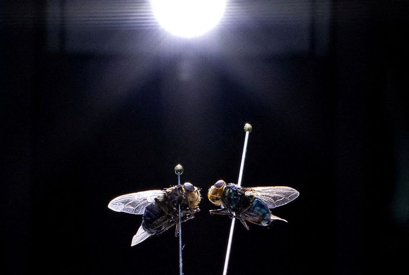 FILE PHOTO: New World screwworm and other botfly specimens are placed under a microscope as part of a demonstration at the Knipling-Bushland U.S. Livestock Insects Research Laboratory in Kerrville, Texas, U.S., July 14, 2026. REUTERS/Kaylee Greenlee/File Photo