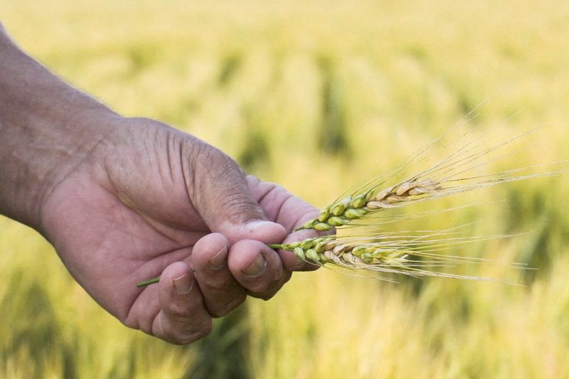 FILE PHOTO: A person holds a head of wheat afflicted with fusarium head blight, also known as scab, which can damage yields and cause vomiting if consumed, in McClusky, North Dakota, U.S., July 24, 2024. REUTERS/Heather Schlitz/File Photo