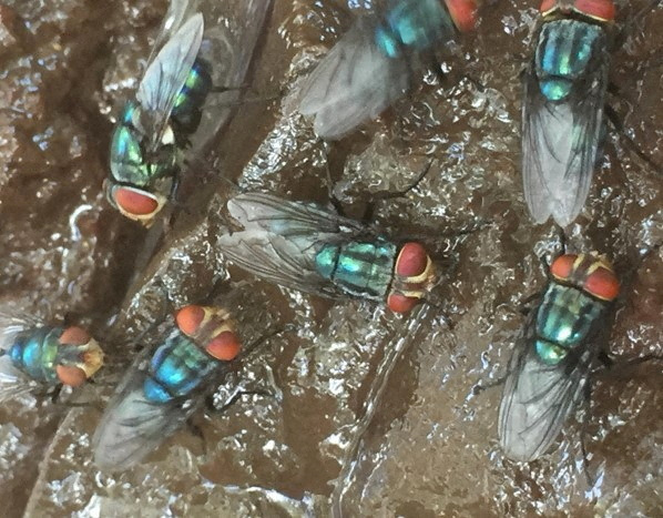 FILE PHOTO: Screwworms are seen in this undated handout picture obtained by Reuters on May 12, 2025. USDA/Denise Bonilla/Handout via REUTERS/File Photo