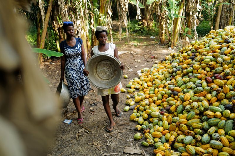FILE PHOTO: Labourers harvest cocoa pods at a farm in Assin Foso, Ghana, November 21, 2024. REUTERS/Francis Kokoroko/File Photo