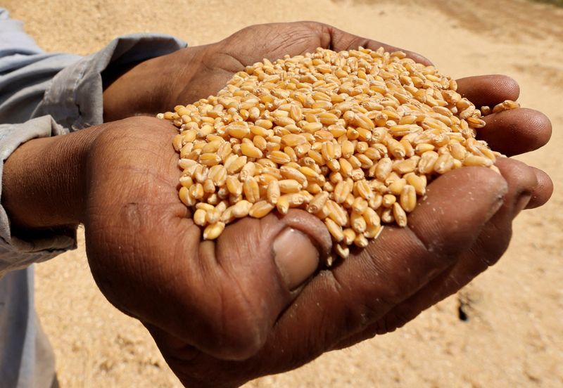 FILE PHOTO: A farmer shows wheat grains at a field in Al Qalyubia Governorate, Egypt, May 25, 2023. REUTERS/Mohamed Abd El Ghany/File photo