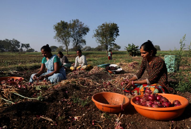 FILE PHOTO: Women clean onions after they are harvested in Nashik, in the western state of Maharashtra, India, January 28, 2026. REUTERS/Francis Mascarenhas/File Photo
