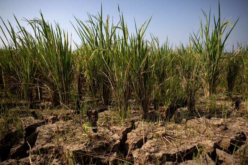 Cracks appear on a paddy field in a drought-hit area during the dry season, amid forecasts that El Niño may contribute to drier-than-normal conditions, in Rido Galuh village, Bekasi regency, Indonesia, July 16, 2026. REUTERS/Willy Kurniawan