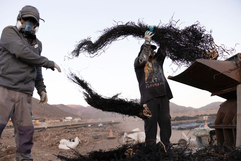 Workers grind algae at an algae milling plant, as the health of the country's marine forests is threatened by warming oceans and pollution, in Taltal, Chile June 12, 2025. REUTERS/Pablo Sanhueza