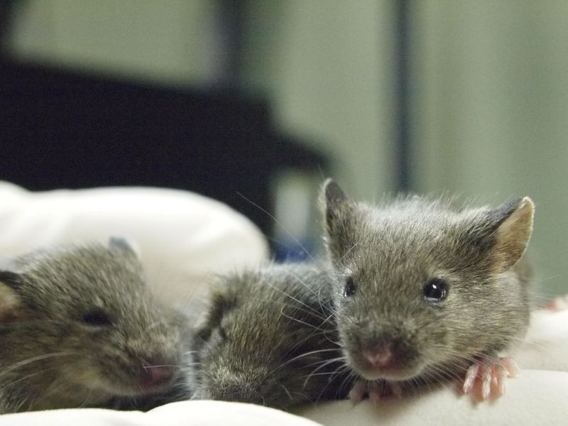 Three cloned female mice ? members of the 26th generation of clones ? sit on the gloved hand of researcher Teruhiko Wakayama inside a laboratory at the University of Yamanashi in Yamanashi, Japan, in this undated photograph released on March 24, 2026. Teruhiko Wakayama/Handout via REUTERS
