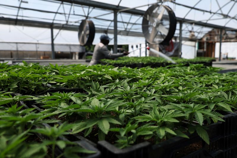 Marijuana plants for the adult recreational market are watered inside a greenhouse at Hepworth Farms in Milton, New York, U.S., July 15, 2022. REUTERS/Shannon Stapleton/File Photo