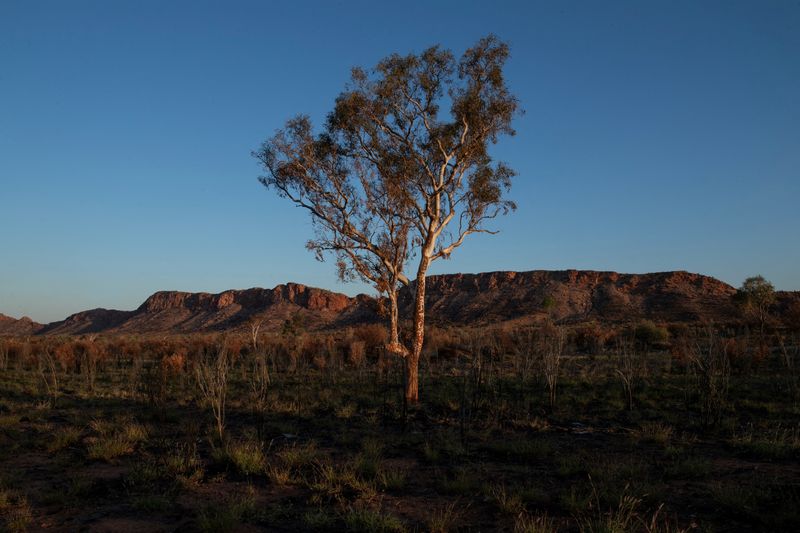 FILE PHOTO: A eucalyptus tree stands amongst the West MacDonnell Ranges west of Alice Springs, Australia, September 15, 2023. REUTERS/Jaimi Joy/File Photo