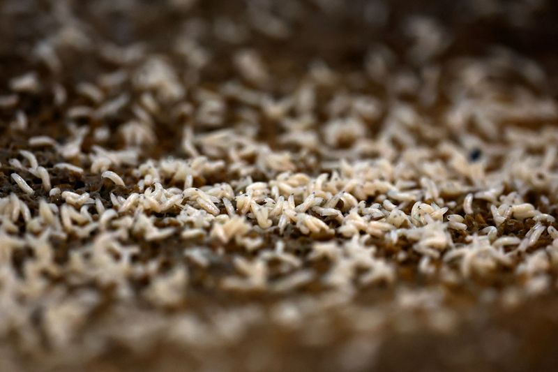 FILE PHOTO: Mediterranean fly larvae are placed in trays to be fed inside a bio-factory as Mexico's government reconditions a plant to become the new sterile screwworm fly facility, part of the country's effort to eradicate the flesh-eating parasite that threatens its livestock industry and raises tensions with the United States, in Metapa de Dominguez, Mexico, October 17, 2025. REUTERS/Daniel Becerril/File Photo