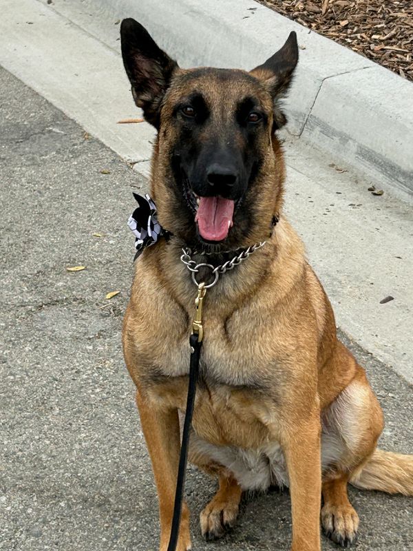 A security dog works at the perimeter of the Los Angeles stadium on game day during the 2026 FIFA World Cup in Inglewood, California, U.S., June 28, 2026. Picture taken with a mobile phone. REUTERS/Ed White