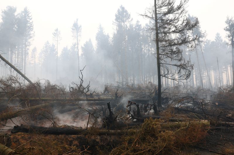 Smoke rises amid scorched trees in the area affected by wildfire near Malmedy, Belgium, August 16, 2026. REUTERS/Yves Herman