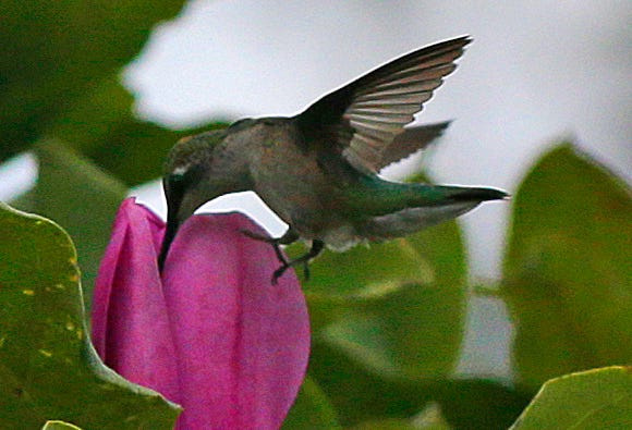 A hummingbird looks for nectar in a magnolia tree in Bayside.