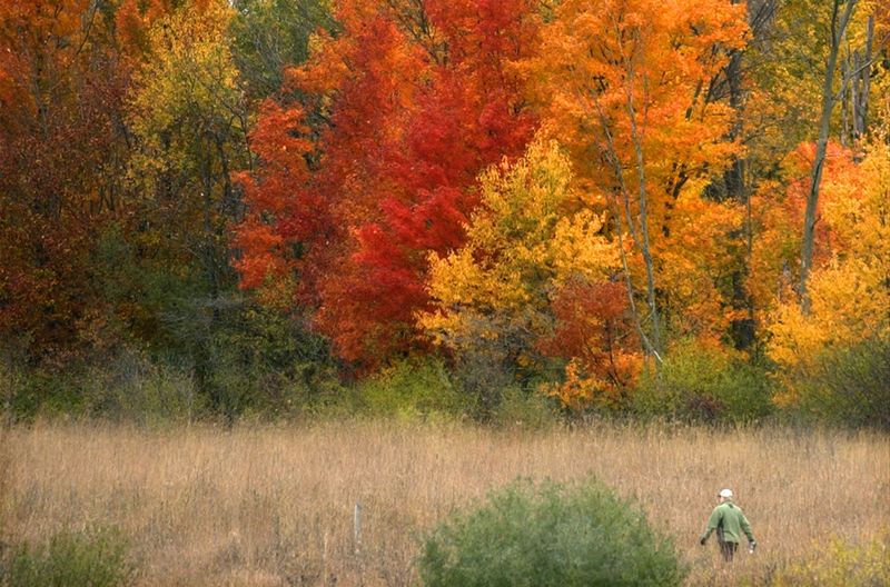 A lone hiker moves through the fall colors of Gordon Bubolz Nature Preserve in the Town of Grand Chute.
