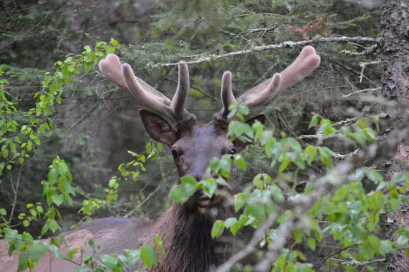 A bull elk is photographed near Clam Lake, Wisconsin.