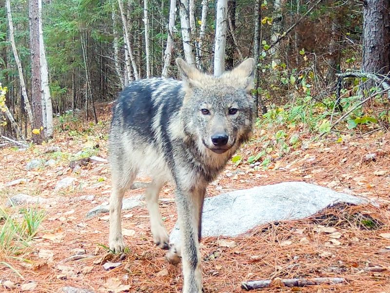 A gray wolf known to researchers as R2L has traveled in late 2022 from Voyageurs National Park in northern Minnesota to western Wisconsin. The wolf is a 1.5-year-old male, is shown in a trail cam photo taken in northern Minnesota.