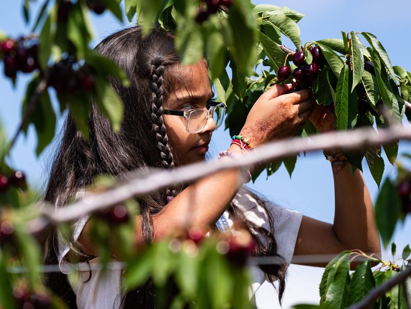 Maahi Rana of Des Plaines, Illinois, picks cherries at Choice Orchards in Sturgeon Bay on July 6, 2023. Choice Orchards is one of many orchards in Door County where people can pick their own cherries in season.