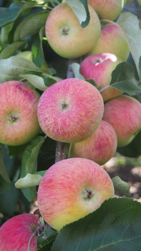 Apples are already beginning to ripen for the season at The Little Farmer, as seen in this file photo.