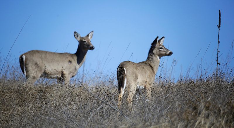 A pair of whitetail deer look about from the crest of a hill at Kohler-Andrae State Park, Thursday March 22, 2018, in Sheboygan, Wis.