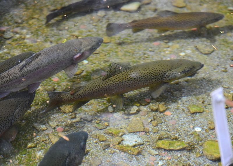 Trout swim in a display pool for visitors to see at the Rome Hatchery, Apr. 11, 2014, in Rome, NY. The state has given several hatcheries in New York State money for repairs and operations. The Rome Hatchery currently has approximately 700,000 brown trout and 70,000 brook trout, all to be stocked into waterways this spring.