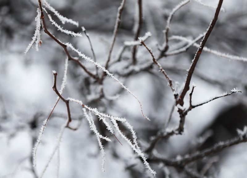Rime ice forms on branches of trees on Monday, Jan. 4, 2021, on South Military Avenue in Green Bay, Wis.