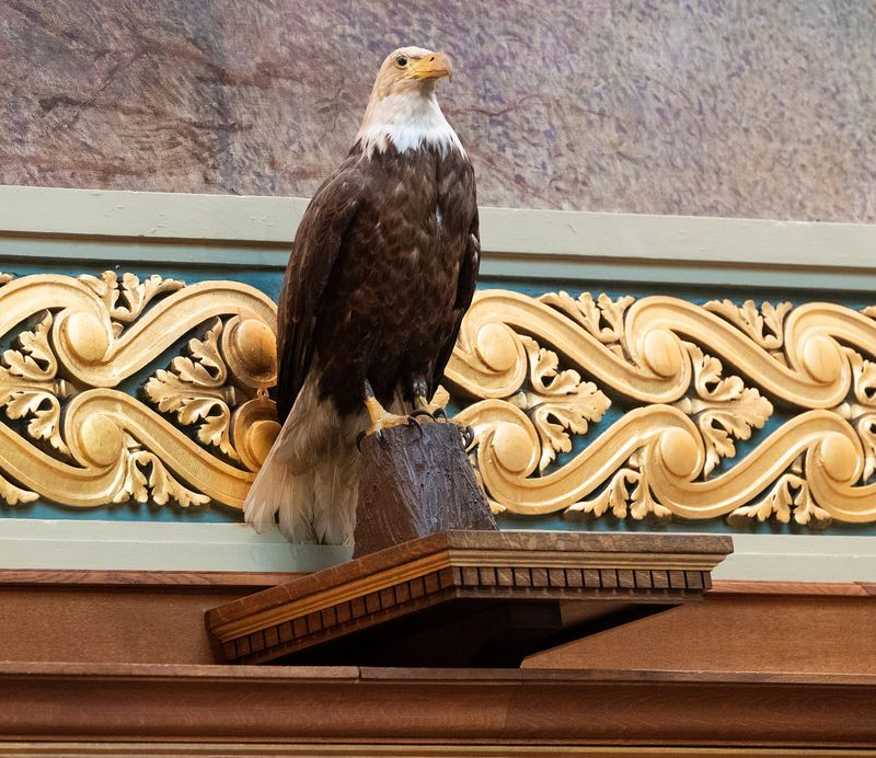 A replica of the bald eagle named Old Abe is shown during debate on Assembly Bill 24 at the state Capitol in Madison on Tuesday. Named after President Abraham Lincoln, the bald eagle was revered by 8th Wisconsin Volunteer Infantry soldiers who adopted the bird as their mascot, reviled by Confederate troops intent on killing the raptor and acclaimed by Wisconsinites after the war when Old Abe became a celebrity living at the state Capitol. Old Abe survived dozens of battles, only to die of smoke inhalation following a fire at the Capitol in 1881, and was stuffed and put on display in the statehouse rotunda several months later. President Theodore Roosevelt viewed the stuffed bird in 1903, one year before a fire razed the Capitol and destroyed Old Abe.