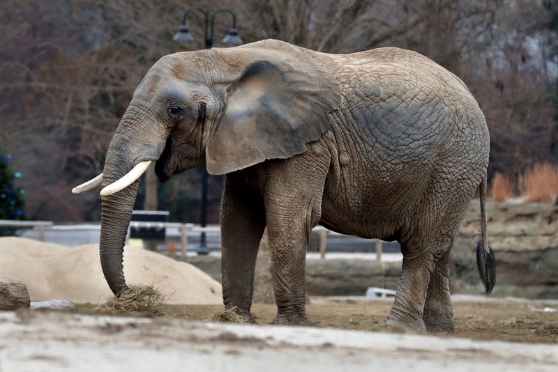 Brittany, a 45-year-old elephant, was humanely euthanized on April 10.