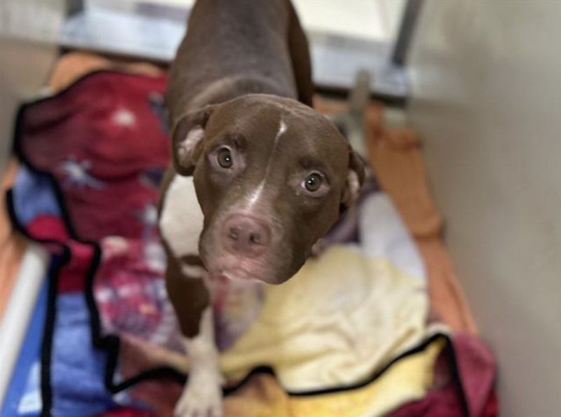 Goob is a 9-month-old pit bull currently available for adoption at MADACC.