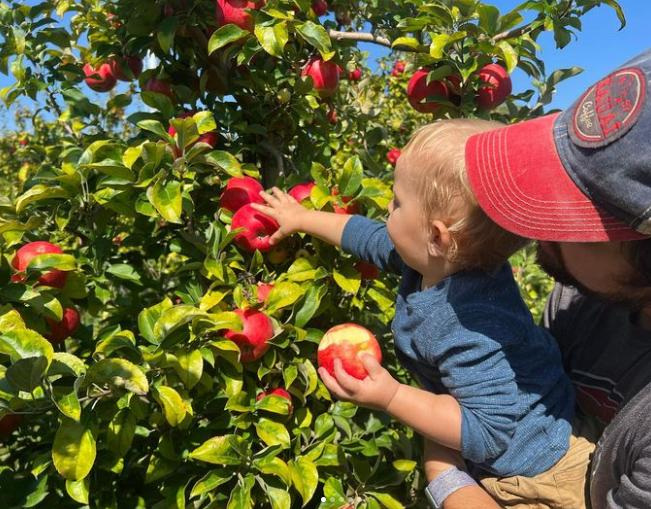 Apple Holler's apple-picking season started earlier than ever in 2024 due to hot, rainy weather in spring and summer.