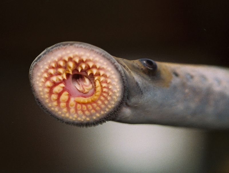 The teeth and mouth of the sea lamprey, which can kill as much as 40 pounds of fish in its 12- to 18-month feeding period.
