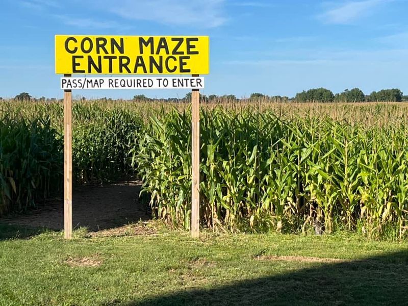 Start of corn maze at Polly's Pumpkin Patch