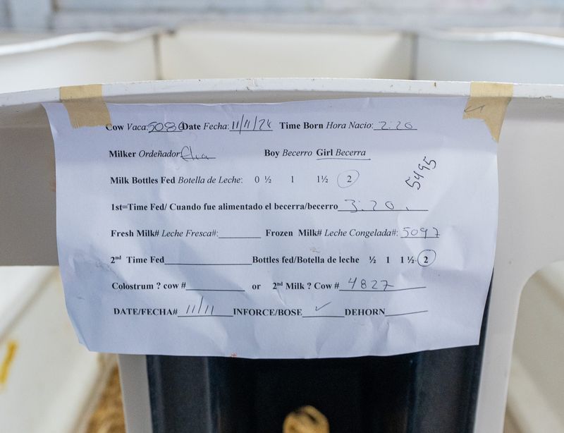 A calf feeding list is translated to Spanish for migrant farm workers at a dairy farm on Friday November 15, 2024 in Merrill, Wis.
