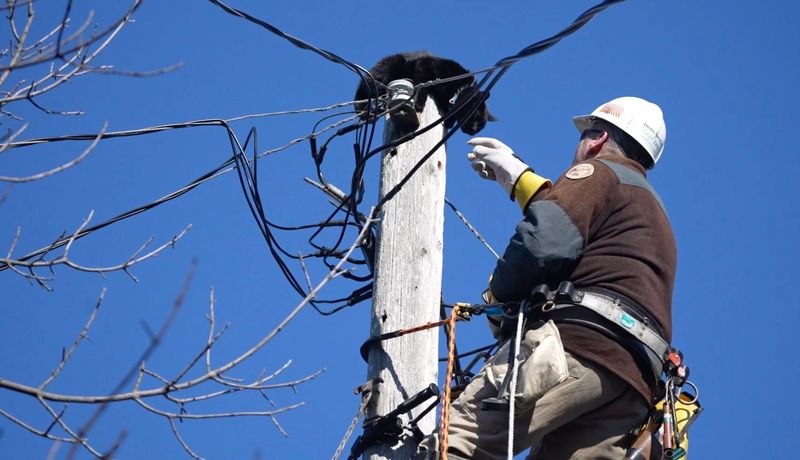 Greg Stuckert, a WE Energies lineman works to free a cat from an electric pole on North Wiel Street in Milwaukee on Feb. 1, 2024. The black cat, which was stuck on the pole for an estimated three days, was eventually reunited with its owner.