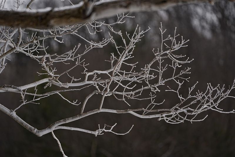 Several tree branches hanging over the Genesee River at Letchworth State Park in Castile on Feb. 11, 2025, have a glaze of ice over them. The rest of the tree is untouched by the frost.