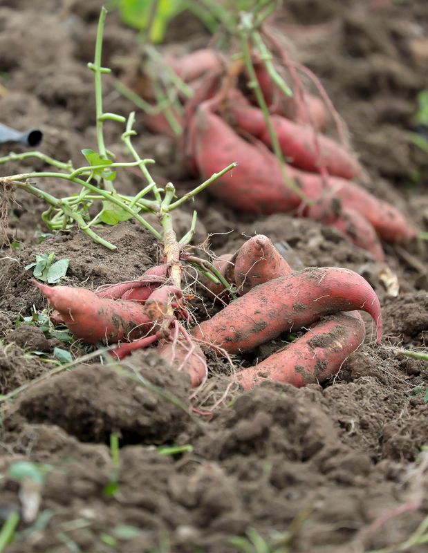 Sweet potatoes are unearthed at Springdale Farm in Plymouth, Wis., on Sept. 22, 2022. The farm is a participant in the Feeding America Eastern Wisconsin Farm Link program.