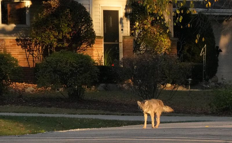 A coyote is seen in a residential yard in Bayside on Friday, Nov. 1, 2024.