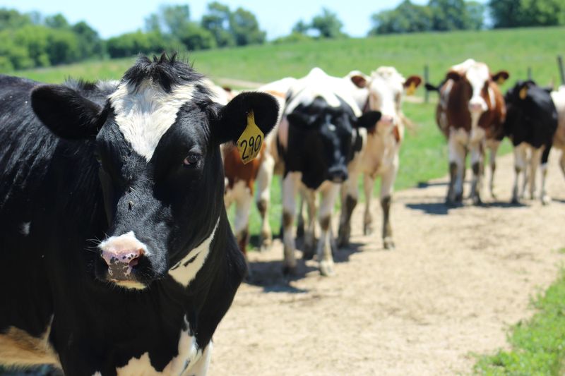 Tight supply of replacement heifers could limit milk production growth just as historic investment in new processing capacity comes online.