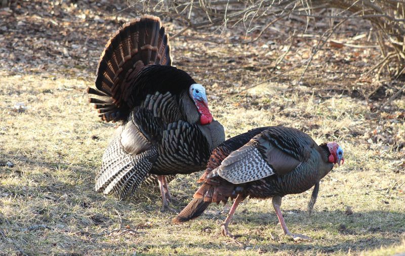 Two tom, or adult male, wild turkeys strut and forage near the edge of a Wisconsin clearing and woodlot.