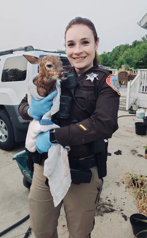 Door County Sheriff's Deputy Siera Becker rescued this newborn fawn following a car-deer accident the morning of June 2 in the town of Nasewaupee in which the deer was killed but gave birth to the fawn as it was dying. Becker brought the fawn to the rehabilitation center at Bay Beach Wildlife Sanctuary in Green Bay.