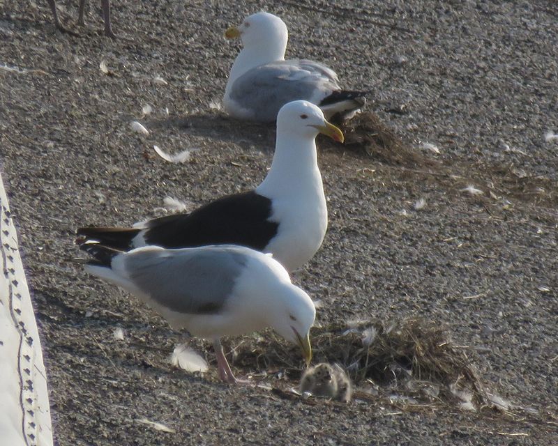 A kelp gull (center with black back) is photographed June 1, 2025 with its Herring gull mate at the birds' nest in Milwaukee.