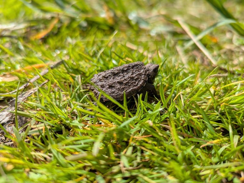 A baby snapping turtle is show in the grass.