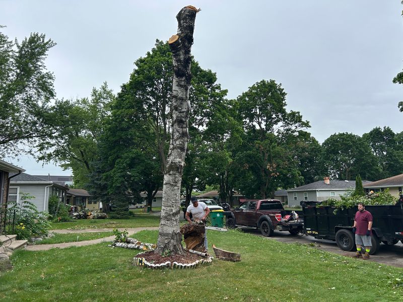 Brown County Tree Service employees cut down a tree on June 24 in the 100 block of Blithe Street in Green Bay.