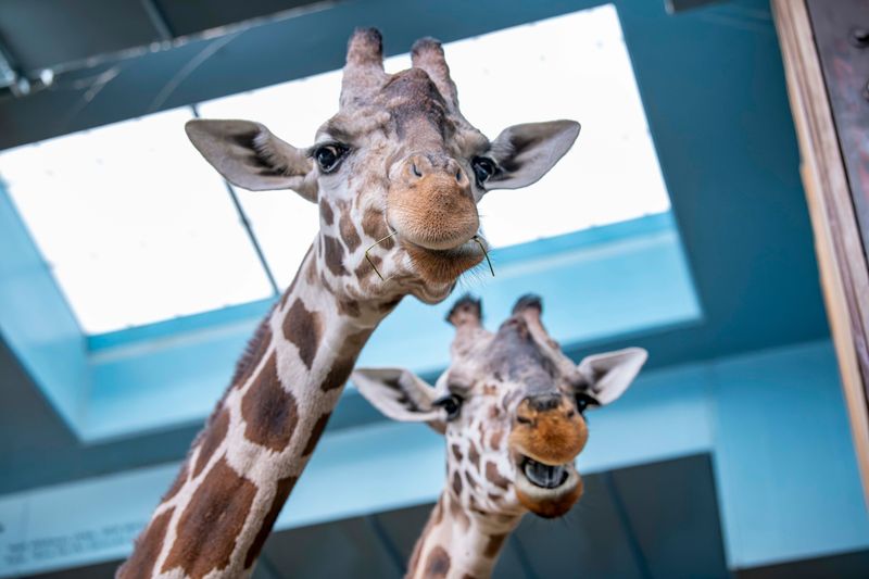Giraffes Ziggy and Marlee live at the Milwaukee County Zoo.