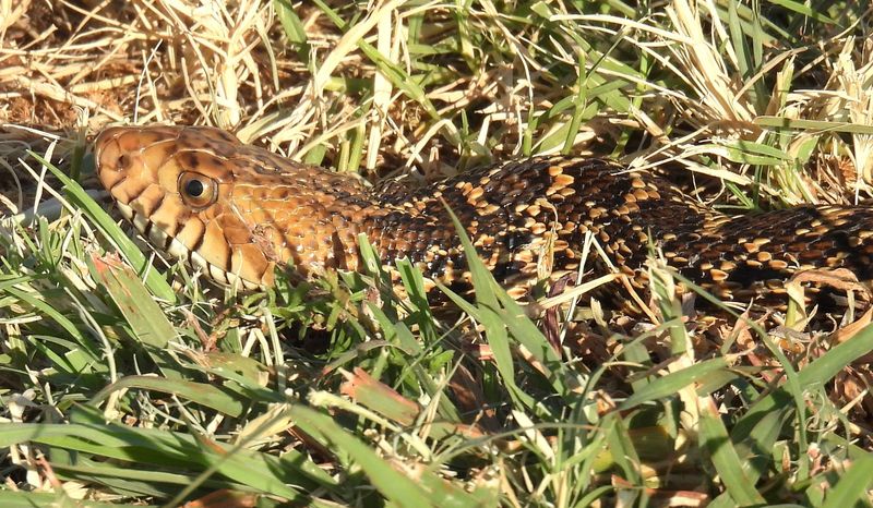 A bull snake noses through a yard in Wichita County.