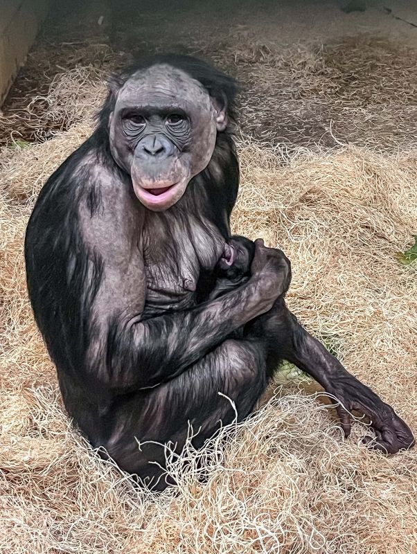 Bonobo Elema and her newborn at the Milwaukee County Zoo in June 2025.