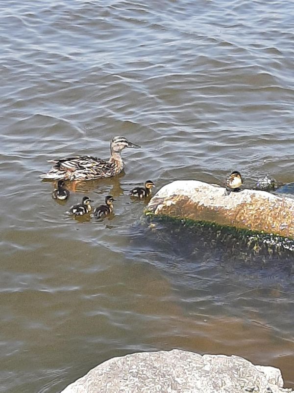 Manitowoc Fire Rescue Department rescued eight ducklings from being trapped beneath metal plates at the pier July 7.