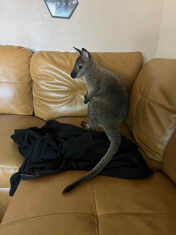 Cudahy resident Linda Rowster is fighting to keep her pet wallaby, August, after getting a letter from the city saying she either had to surrender the animal or rehome him.