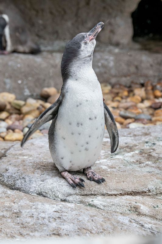 A Humboldt penguin chick hatched March 14 at the Milwaukee County Zoo has been named Rhubarb, or Roo for short.